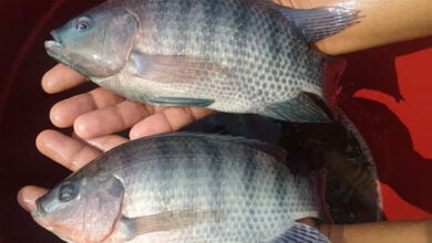 Tilapia in market size