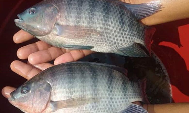 Tilapia in market size