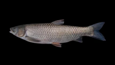 Ctenopharyngodon idella atau ikan koan - sumber gambar ncfish