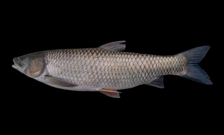 Ctenopharyngodon idella atau ikan koan - sumber gambar ncfish