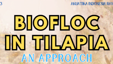 eBook Biofloc in Tilapia: An approach