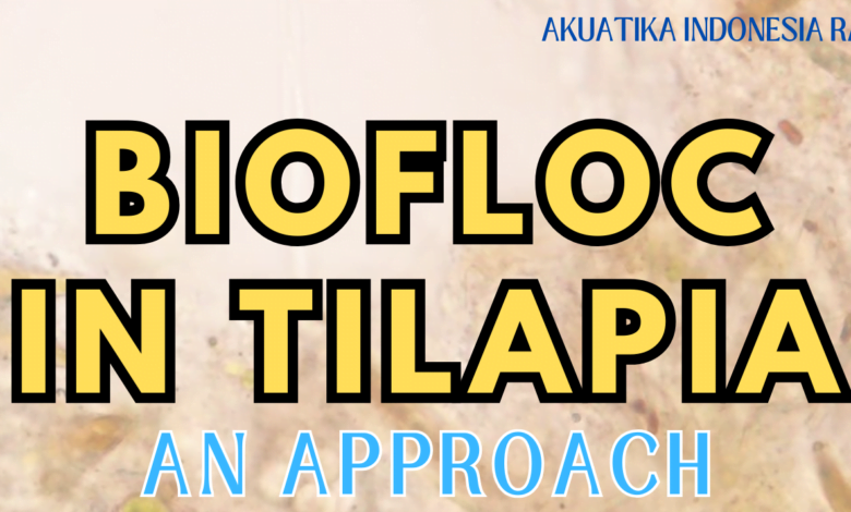 eBook Biofloc in Tilapia: An approach