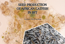 Seed Production of African Catfish in BFT