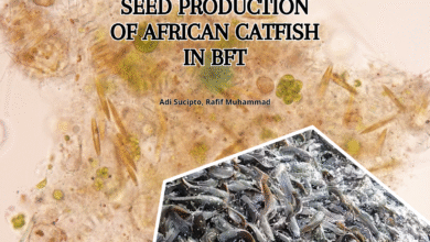 Seed Production of African Catfish in BFT