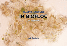 Tilapia Culture in Biofloc - An Approach