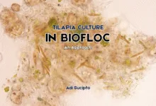 Tilapia Culture in Biofloc - An Approach