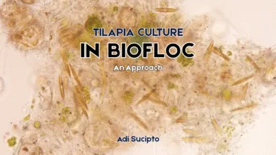 Tilapia Culture in Biofloc - An Approach